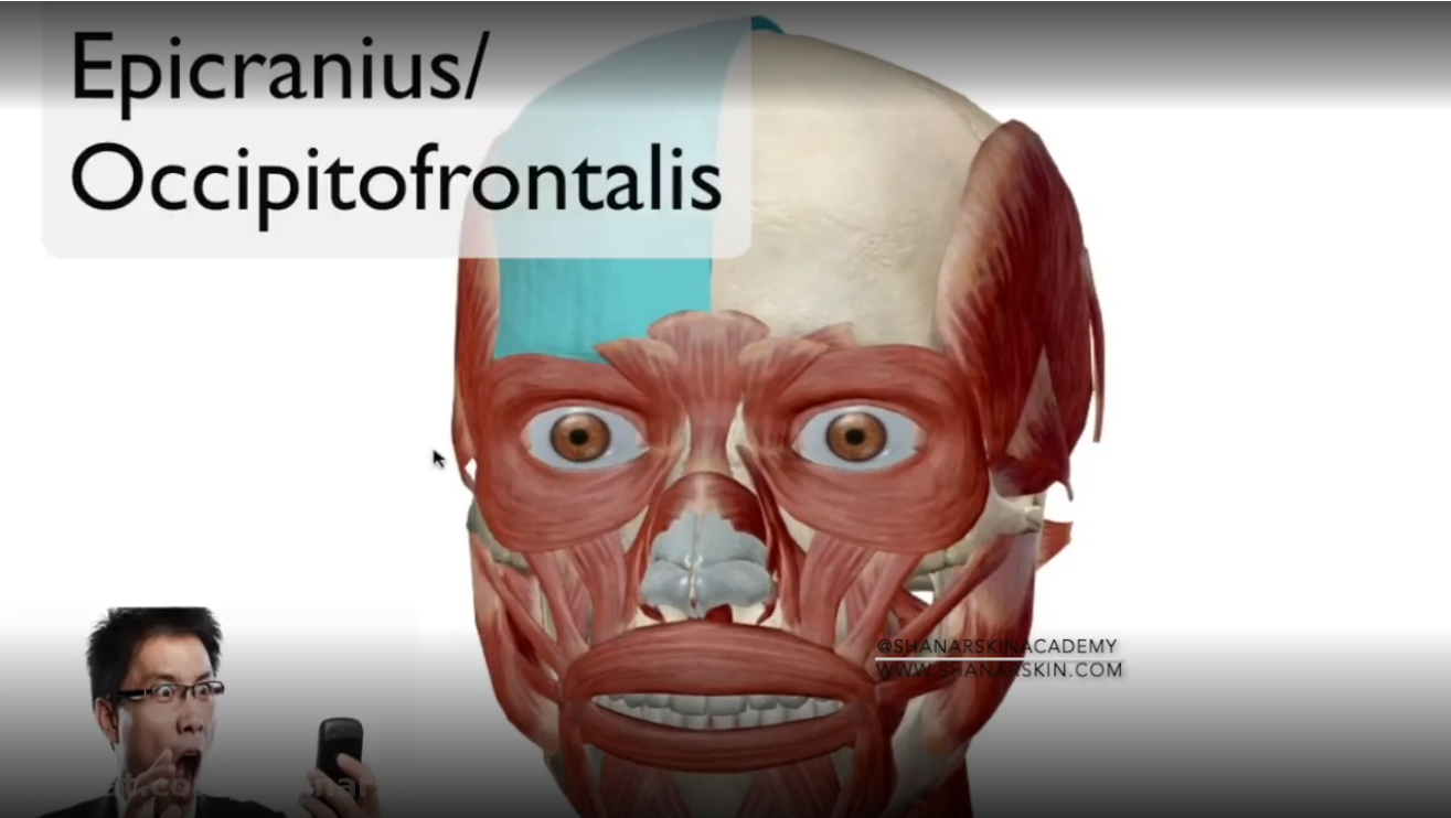 آناتومی-ماهیچه-ها-و-عضلات-صورت